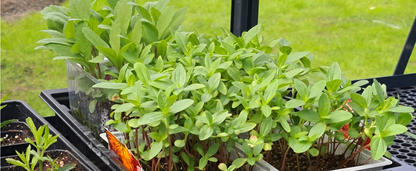 ALU-SHELF 40 - siltumnīcas plaukts (D-40 cm)